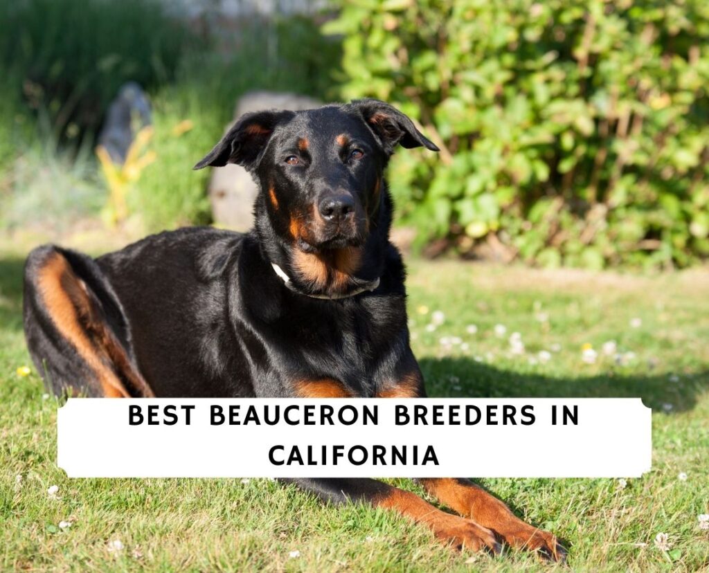 6 Best Beauceron Breeders in California!