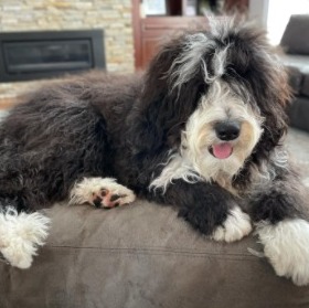 bernedoodle