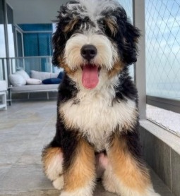 Bernedoodle and Mini Bernedoodles for Sale