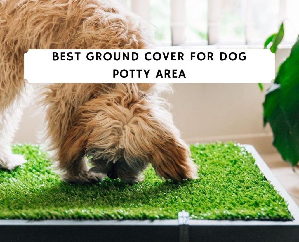 whats the best ground cover for dogs