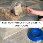 Best Non-Prescription Diabetic Dog Foods