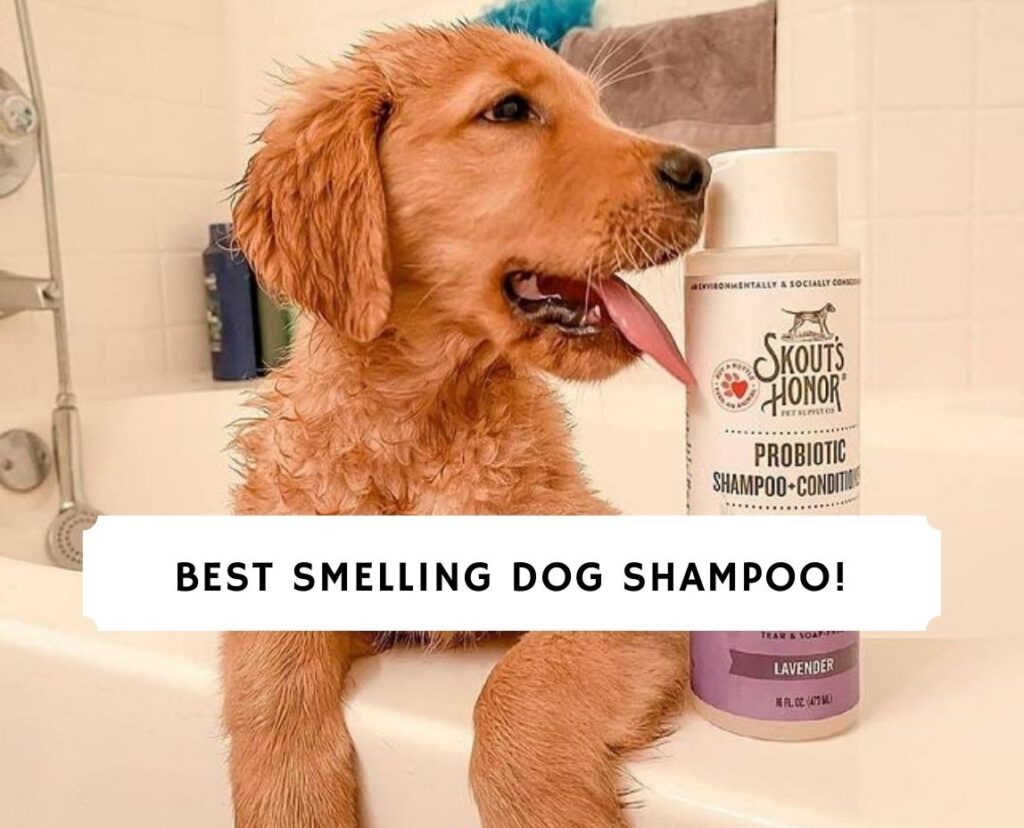 best dog shampoo for stinky dog