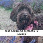 Cockapoo Breeders in Indiana