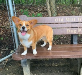 Conclusion For Auggie Dog Information, Facts, Images