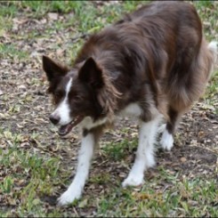 Conclusion For The Best Border Collie Breeders in the United States