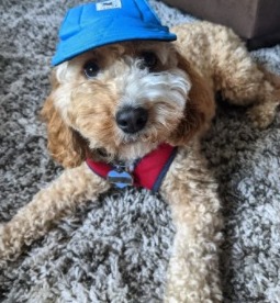 7 Best Cockapoo Breeders In Indiana 2021 We Love Doodles