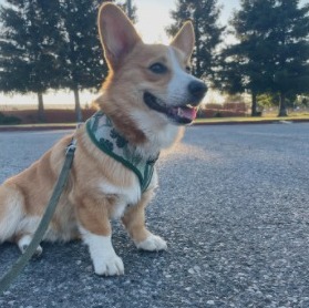 cardigan corgi rescue florida