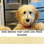 Dog Breeds That Look Like Fried Chicken