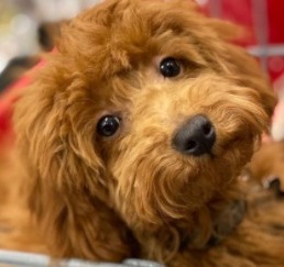 Chicken nugget shop dog breed