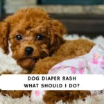Dog Diaper Rash