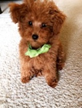 Florida Poodles, Maltipoos, and Shipoos