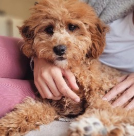 goldendoodle chicken allergy