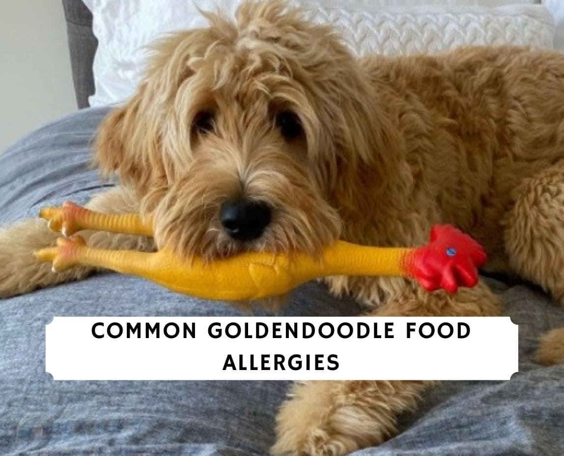 Goldendoodle allergies sale to food