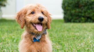 common goldendoodle food allergies