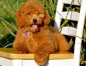 Goldendoodles are great for families with allergy concerns