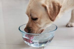 how to stop a dog from drinking water too fast