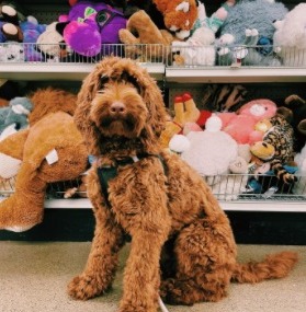 do labradoodle puppies change color