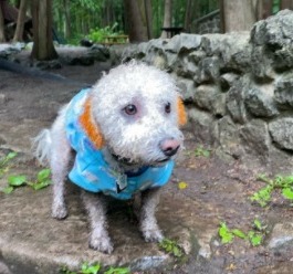 Morkie Poo Bathing