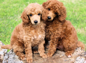 are moyen poodles hypoallergenic