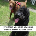 Pet Hotels vs. Home Boarding
