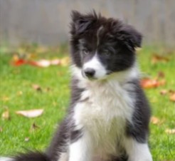 PuppySpot's Border Collies in the United States