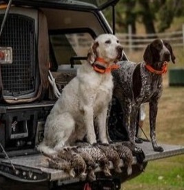 Reason Why You Be Careful with this E-Collar For Dogs