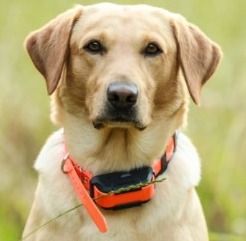 Waterproof E-Collar For Dogs