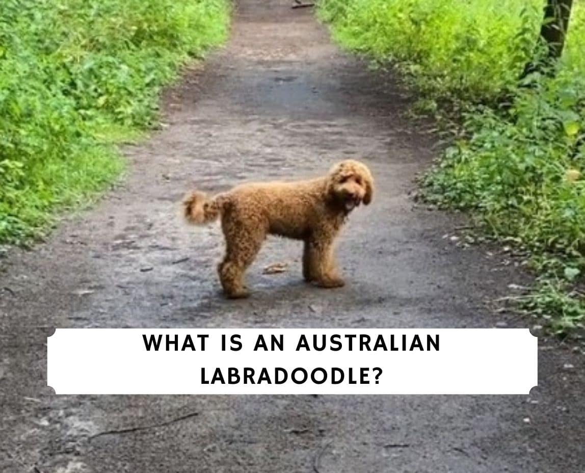 What is an Australian Labradoodle