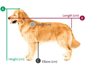 how do you measure a dogs withers