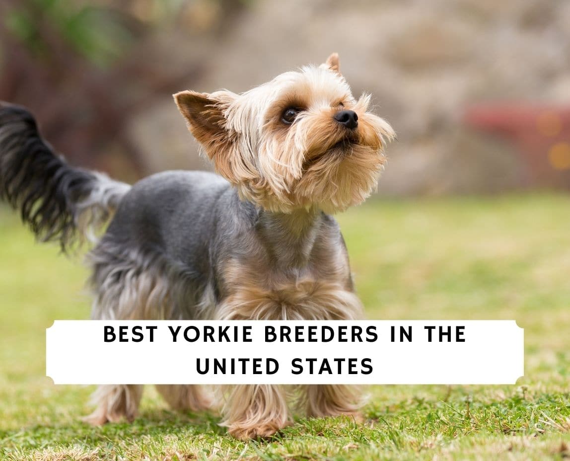 8 Things Yorkies Like to Do for Fun • Yorkies Gram