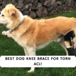 best dog knee brace for torn acl