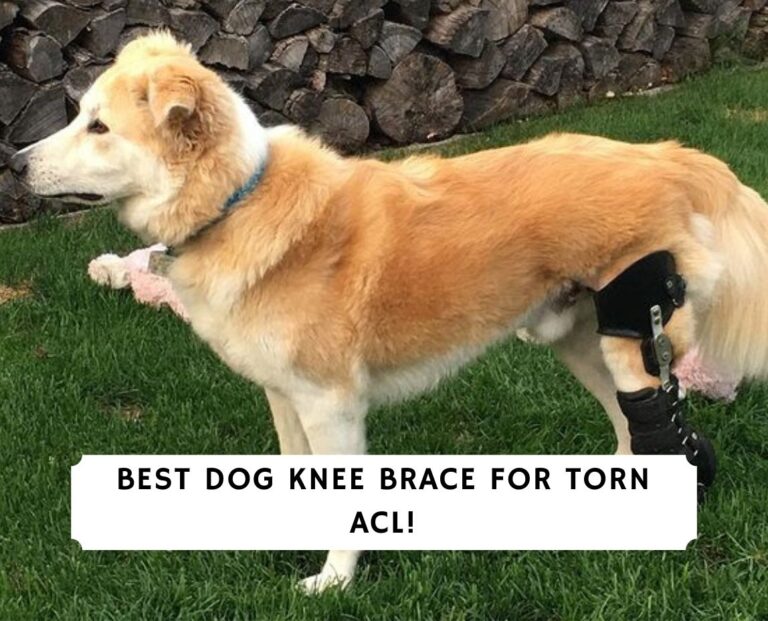 The 6 Best Dog Knee Braces for a Torn ACL!