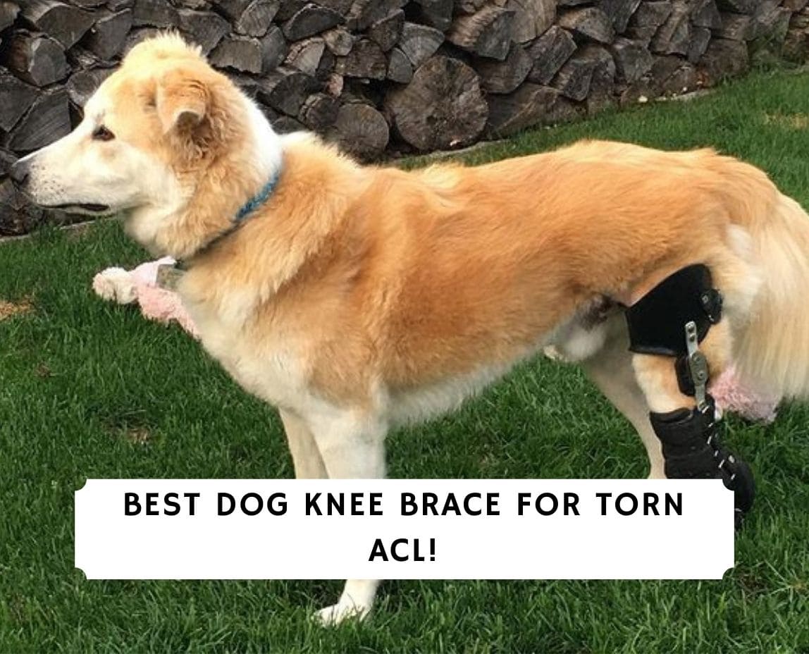 how does a dog knee brace help acl