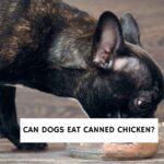 Can Dogs Eat Canned Chicken?