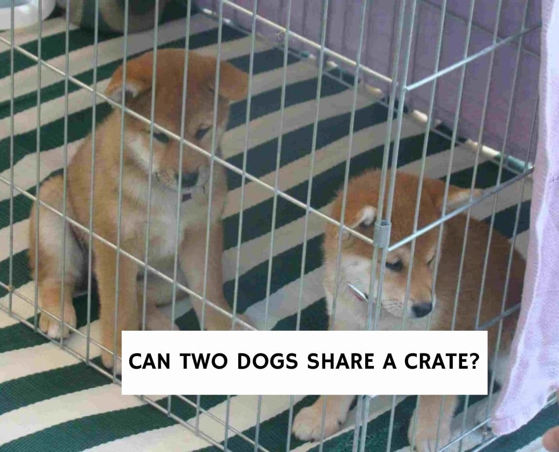 2 dogs in one hot sale crate