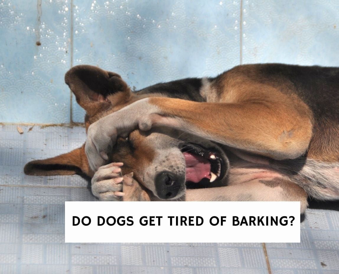 Do Dogs Get Tired of Barking?