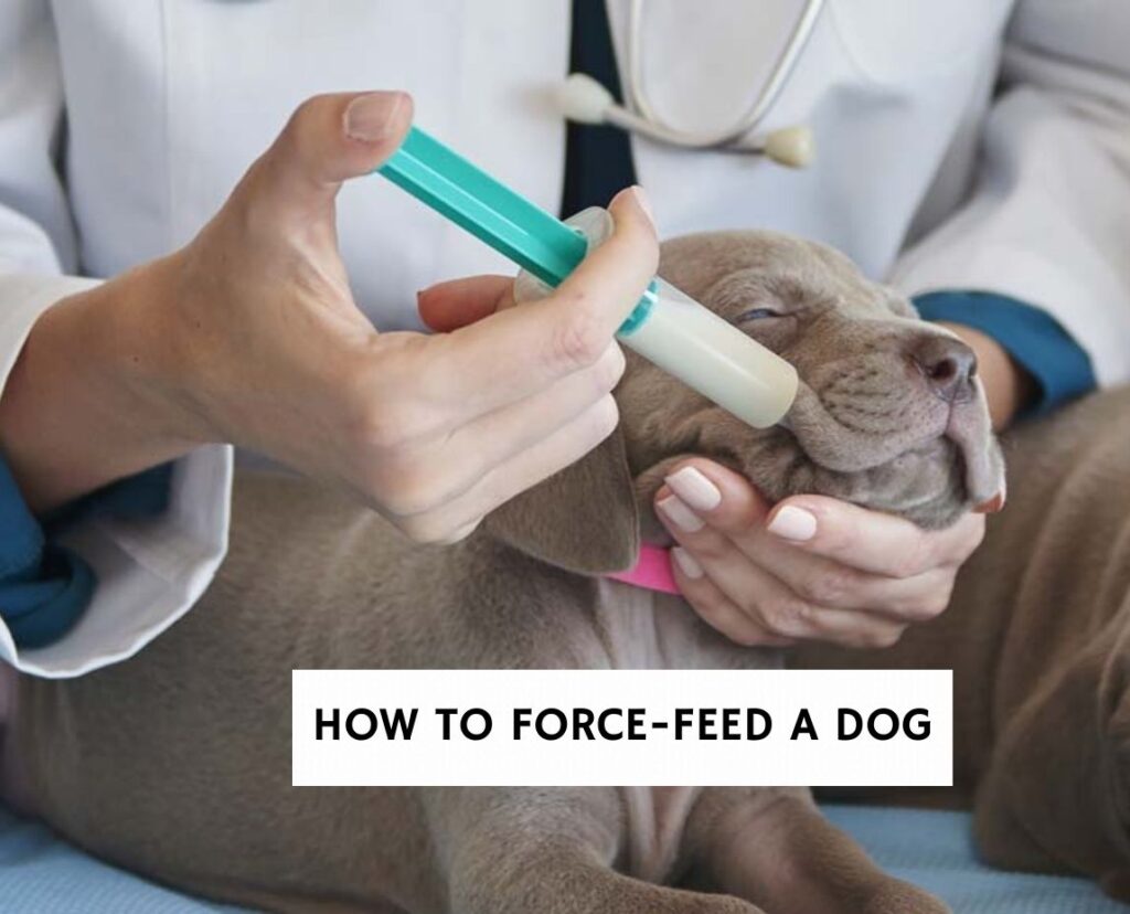 How to Force Feed a Dog 3 Helpful Tips!