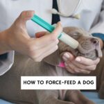 How to force-feed a dog