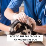 How to Put Ear Drops in an Aggressive Dog