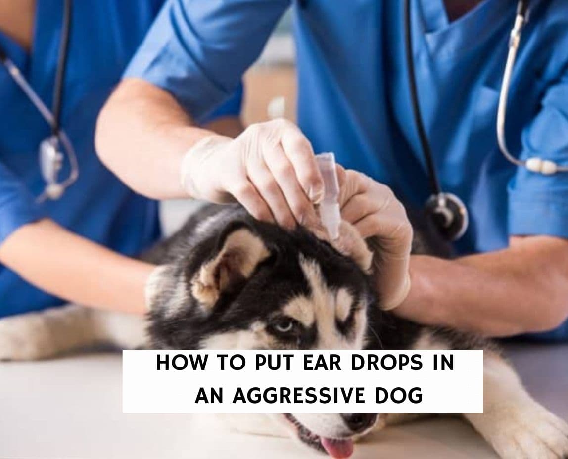 how to put eye drops in a dog that bites