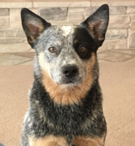 blue heeler puppies for sale in fl