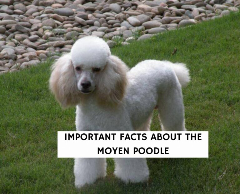 Important Facts about the Moyen Poodle