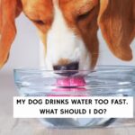 My Dog Drinks Water Too Fast. What Should I Do?