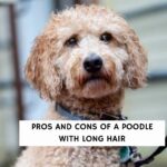 Pros and Cons of a Poodle With Long Hair