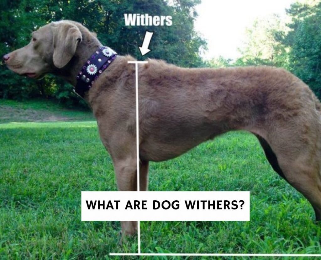 withers on dog        
        <figure class=