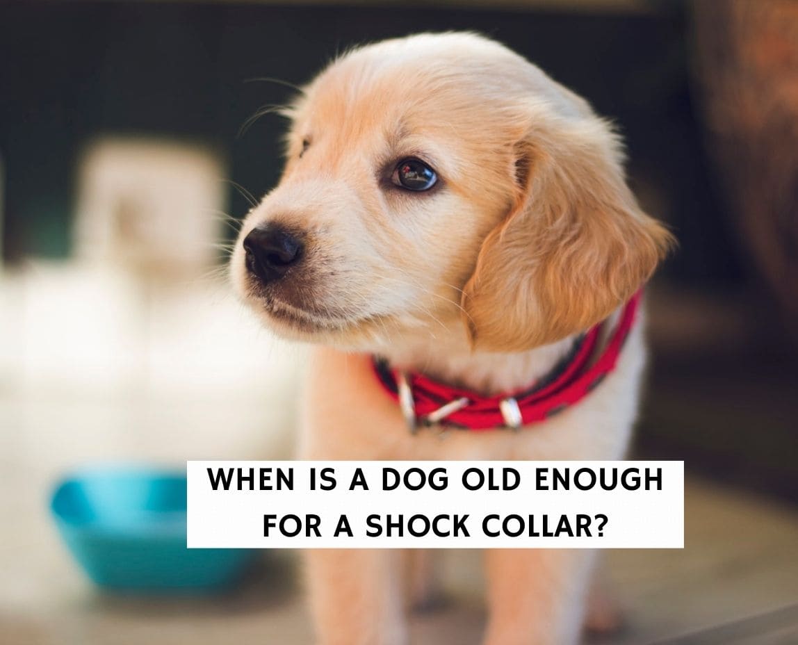 When is a Dog Old Enough For a Shock Collar? (2023) - We Love Doodles