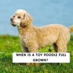 When is a Toy Poodle Full Grown?
