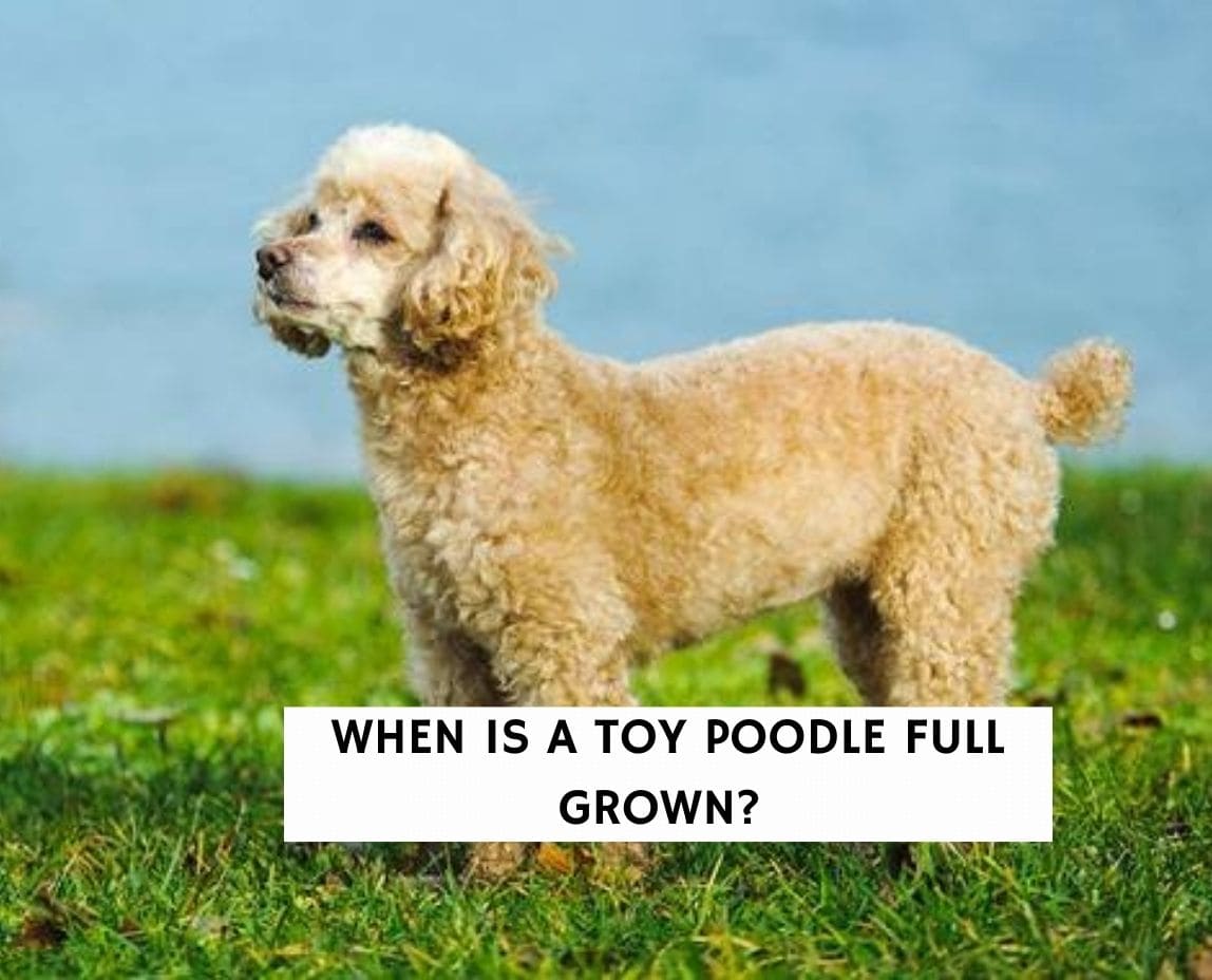 Mini poodle full outlet grown