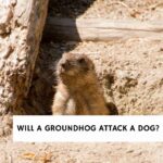 Will a Groundhog Attack a Dog?