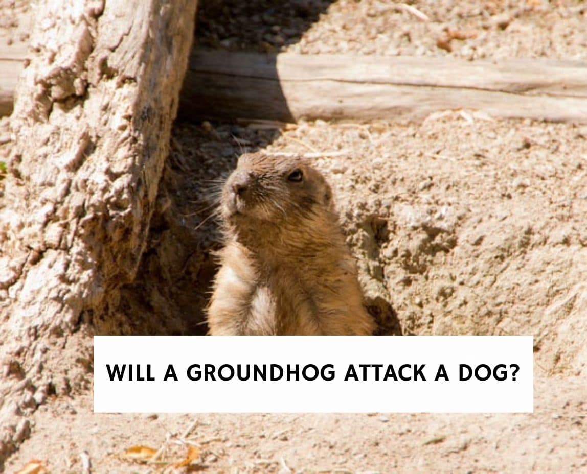 are groundhogs mean to dogs